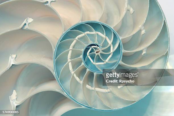 nautilus - symmetry stock pictures, royalty-free photos & images