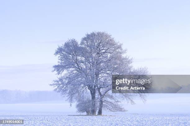 Solitary common oak / pedunculate oak / English oak tree in field covered in snow on a misty cold morning in winter.