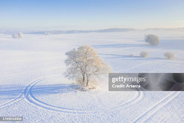 Aerial view over solitary common oak / pedunculate oak / English oak tree in field covered in snow on a misty cold morning in winter.