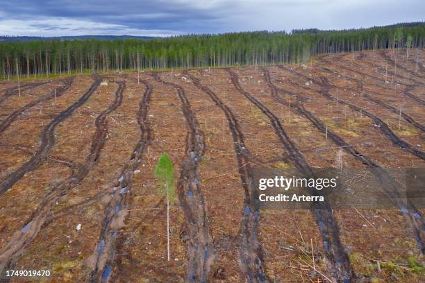 Aerial view over clearcut showing tracks of harvesters, clearcutting / clearfelling is a forestry / logging practice in which all trees are cut down.