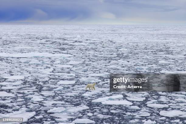 Lone polar bear wandering on drift ice / ice floe in the Arctic Ocean along the Svalbard coast, Spitsbergen, Norway.