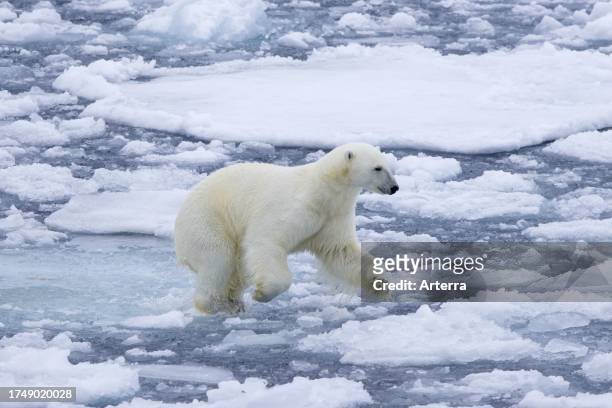 Hunting polar bear running over drift ice / ice floe in the Arctic Ocean along the Svalbard coast, Spitsbergen, Norway.