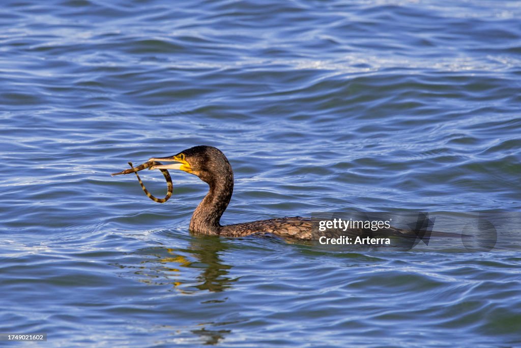 Great cormorant