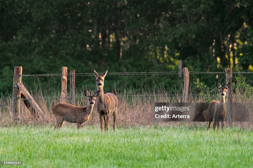 European roe deer