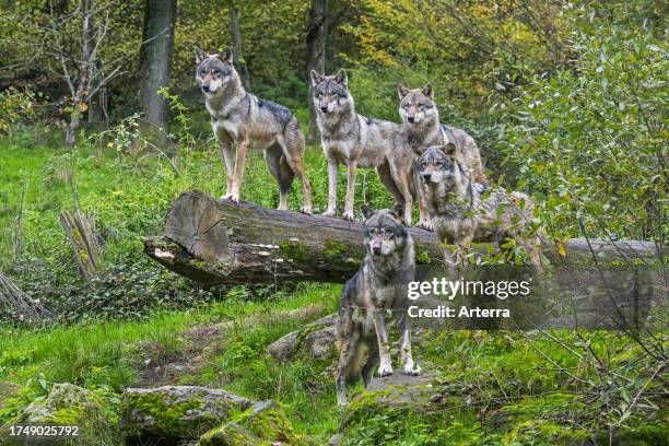 Wolf pack of five Eurasian wolves / grey wolves on the look-out, standing on fallen tree trunk in forest in autumn.