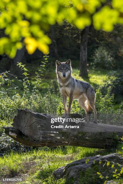Skinny solitary Eurasian wolf / lone grey wolf using fallen tree trunk as look-out point in forest in autumn / fall.