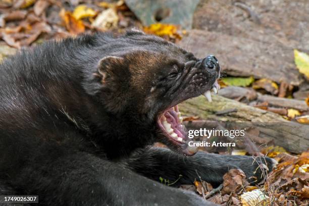 Wolverine Teeth 782 Wolverine Animal Images Stock Photos, High-Res Pictures, and Images ...