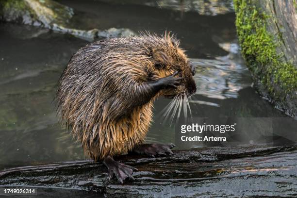 Juvenile nutria / coypu cleaning fur / coat on floating tree trunk in pond, invasive rodent in Europe, native to South America.