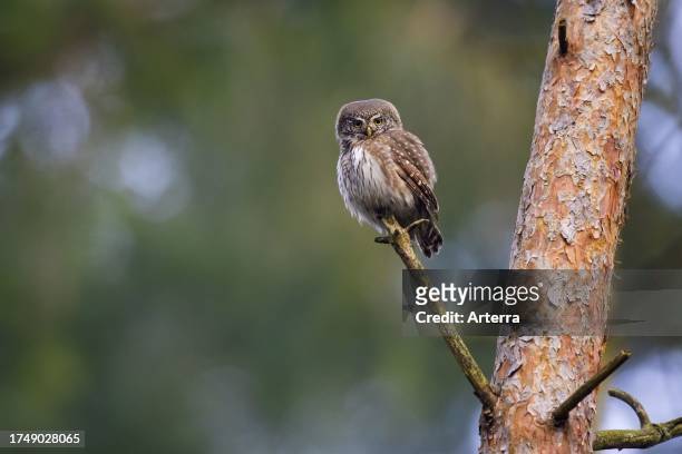 Eurasian pygmy owl perched in a tree in coniferous forest.
