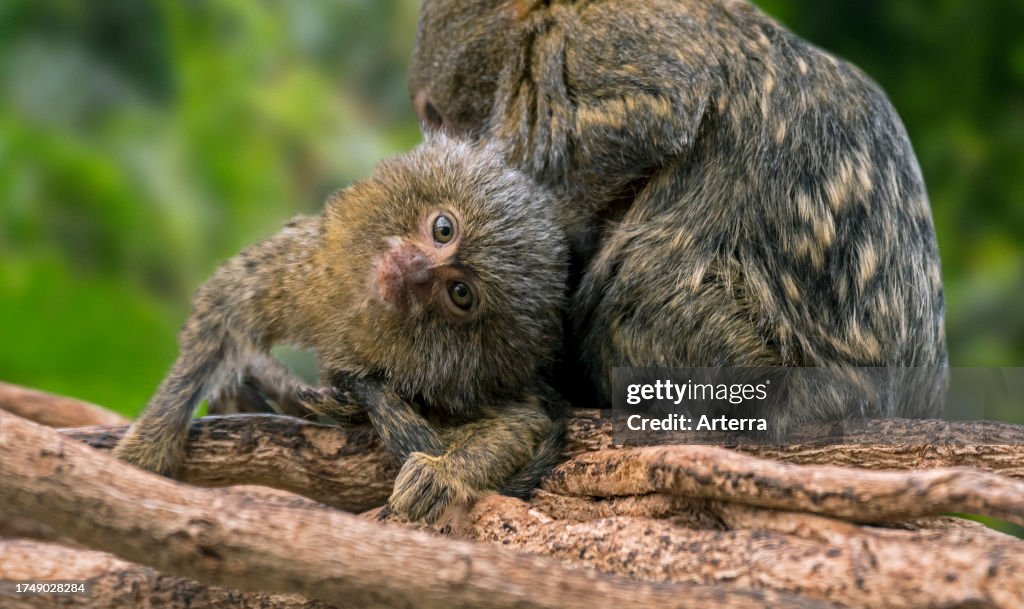 Pygmy marmoset