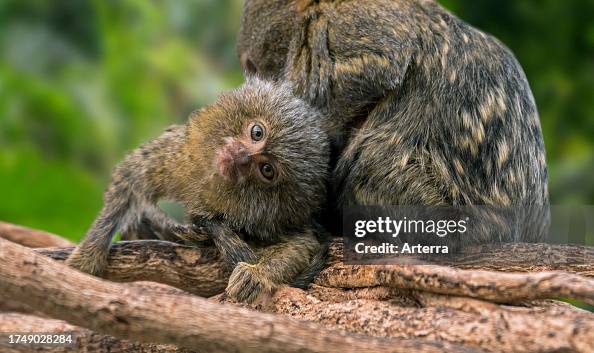 Pygmy marmoset Pygmy marmoset