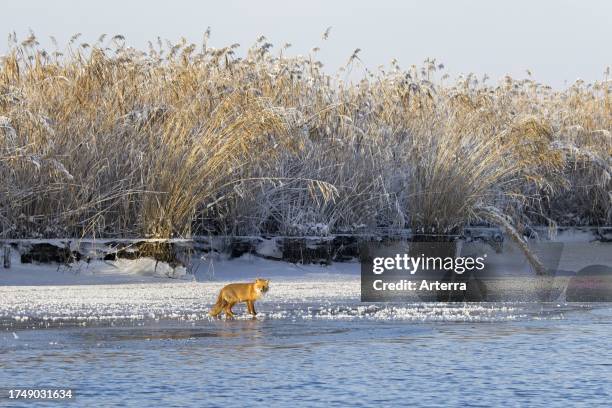 Solitary red fox hunting / foraging along reedbed / reed bed on ice of frozen lake in winter.