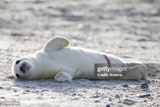 Grey seal / gray seal newborn pup showing umbilical cord, resting on sandy beach along the North Sea coast in winter.