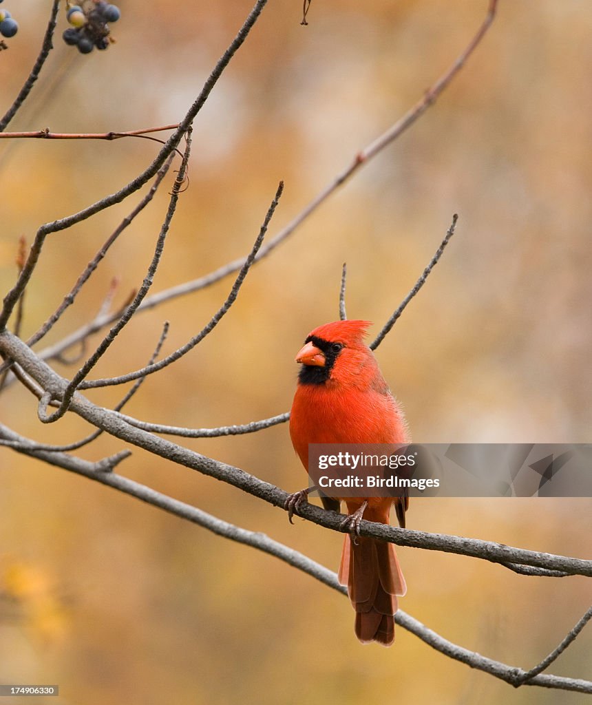 Fall Cardinal Picture Northern Cardinal Fall Color Background High-Res Stock Photo - Getty Images