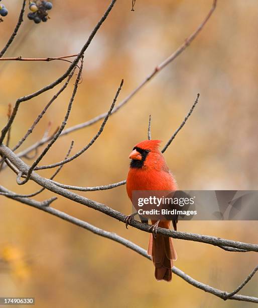 Maile Cardinal 1,853 Male Cardinal Bird Stock Photos, High-Res Pictures, and Images ...