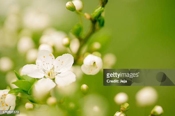 apple blossom - leaves white background stock-fotos und bilder