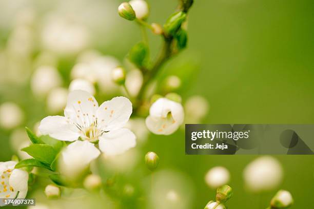 flor de manzano - manzana verde fotografías e imágenes de stock