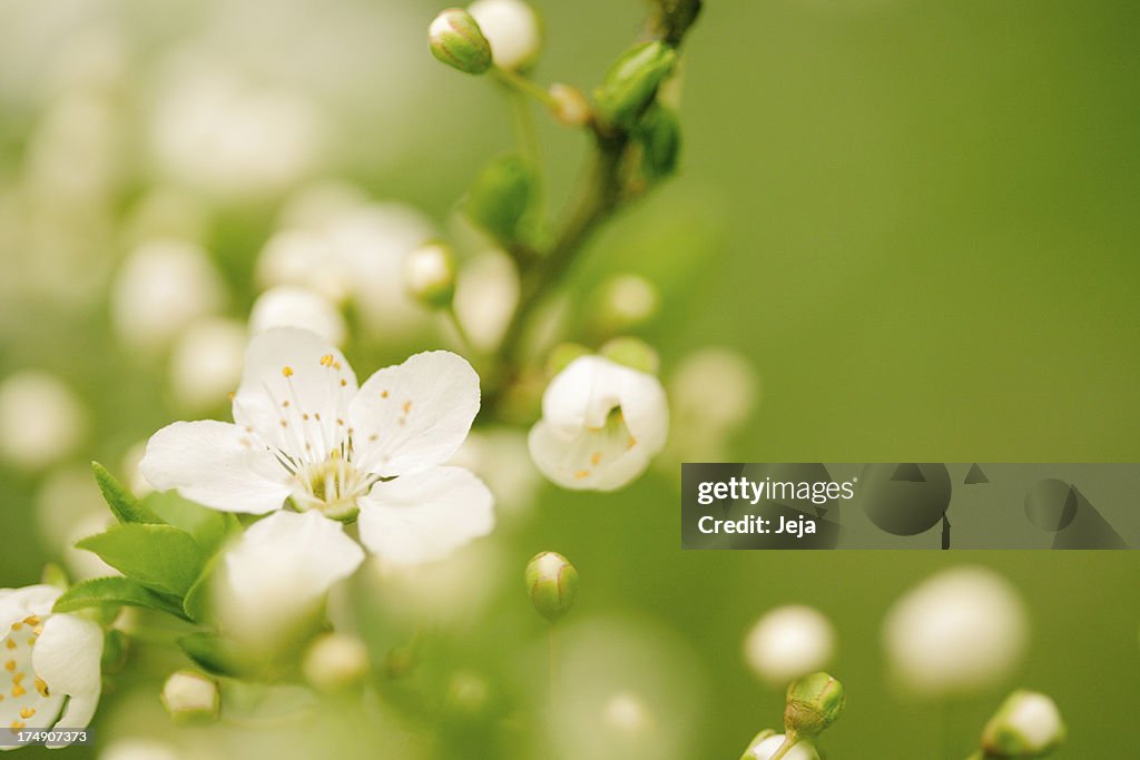 Apple blossom