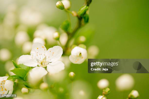 apple blossom - tree white background stock pictures, royalty-free photos & images