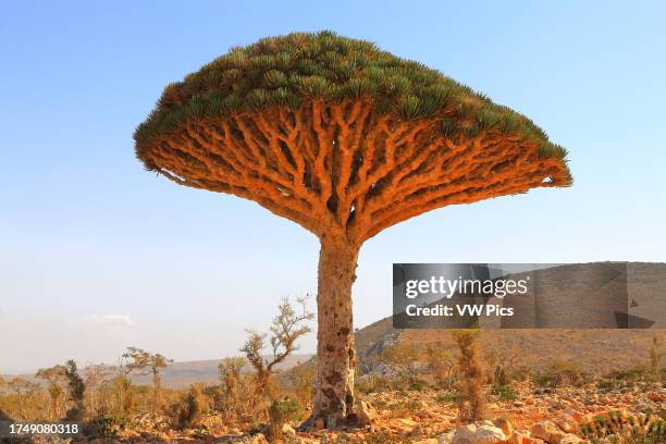 An umbrella-like Dragon Blood Tree or Dragon Tree stands proud in the sunlight on a rocky hill, framed by scrappy bushes, beneath a pale blue sky, on...