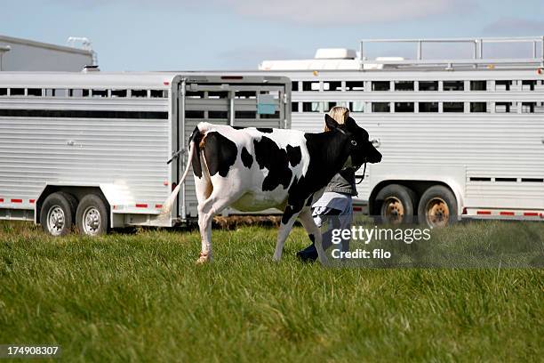 vaca - livestock show fotografías e imágenes de stock