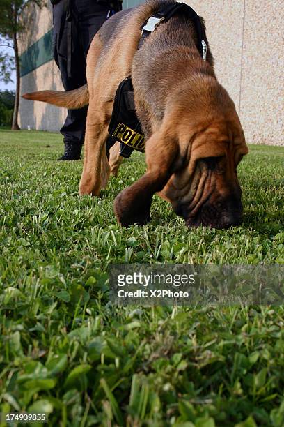 police k-9 bloodhound - bloodhound stock pictures, royalty-free photos & images
