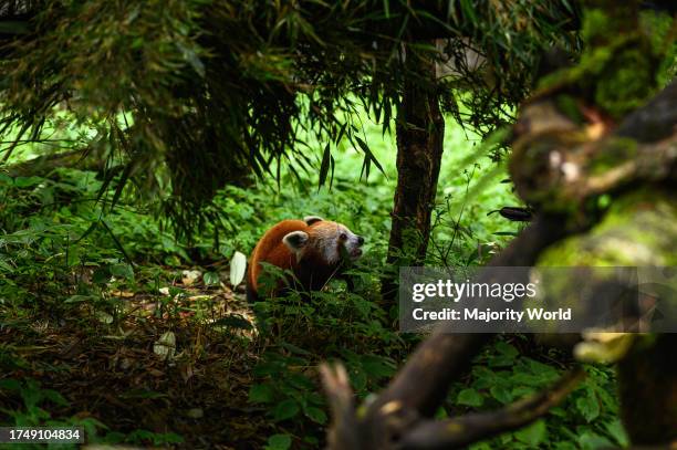 The Red panda , also known as the lesser panda, is an endangered IUCN Red Listed small mammal native to the eastern Himalayas and southwestern China....