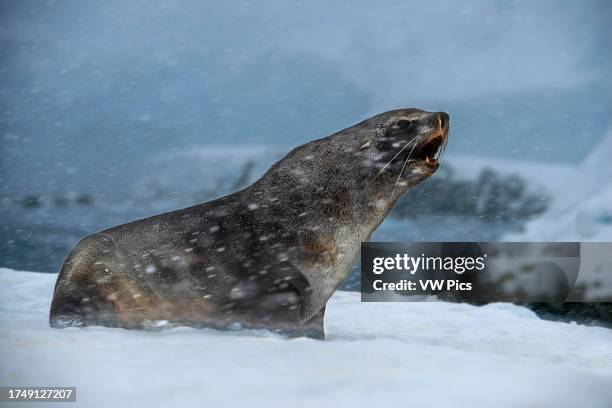 An Antarctic fur seal, Arctocephalus gazella, under a heavy snowfall, Portal Point, Antarctica. RCGS Resolute One Ocean Navigator, a five star polar...