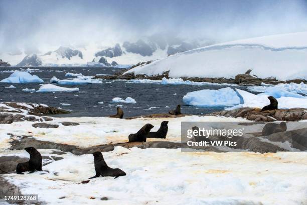 Antarctic fur seal , Portal Point, Antarctica. RCGS Resolute One Ocean Navigator, a five star polar ice-strengthened expedition cruise ship in...