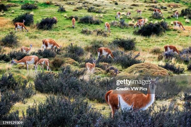 Small herd of Guanacos Lama guanicoe in Torres del Paine National Park Puerto Natales, Ultima Esperanza Province, Patagonia, Chile.