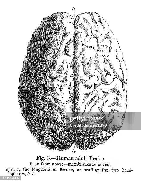 ilustrações, clipart, desenhos animados e ícones de cérebro humano - diagramas médicos