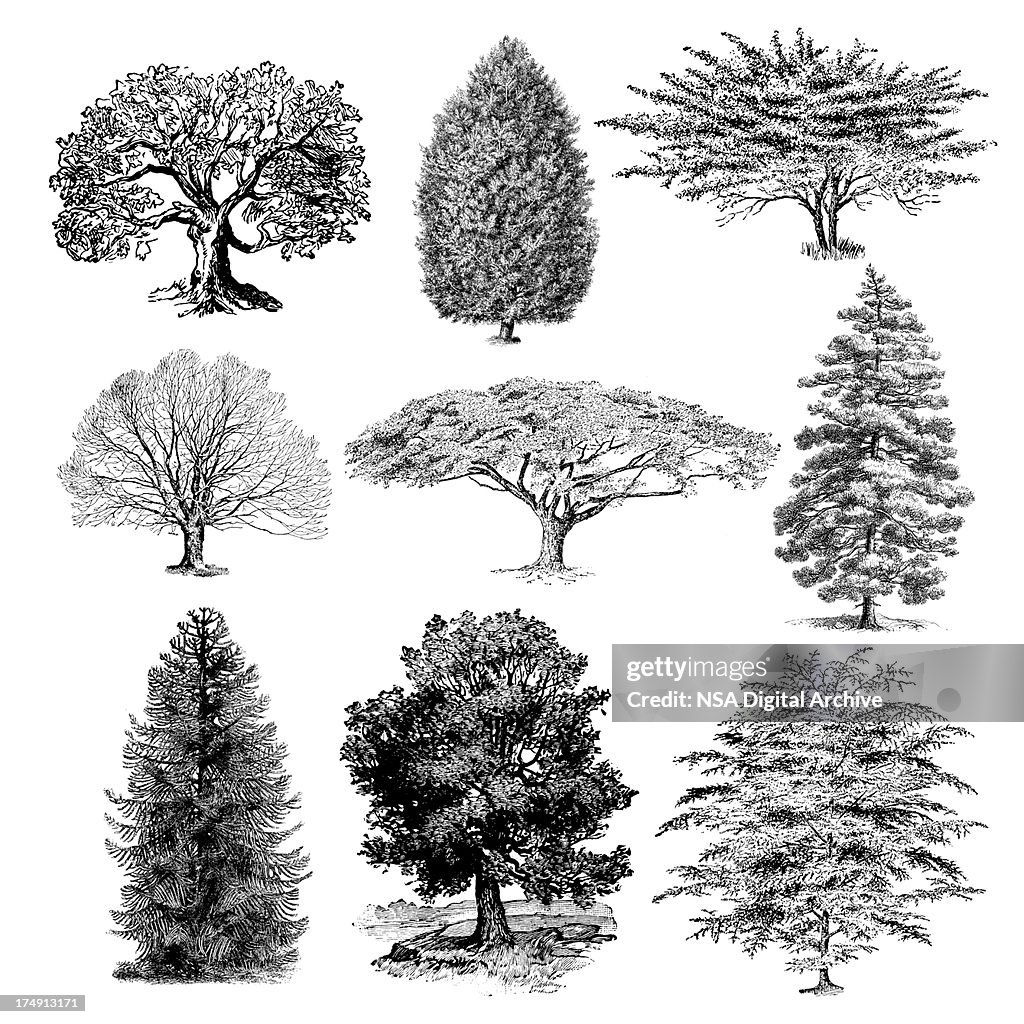 Forest Tree Illustrations | Vintage Nature Clipart