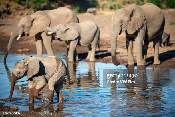 African elephant small group of elephants drinking at a waterhole in Mashatu game reserve, Botswana, Africa. Botswana is home to a third of the...