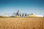 Corn Harvest and Processing Silos by Autumn Agricultural Farm Field
