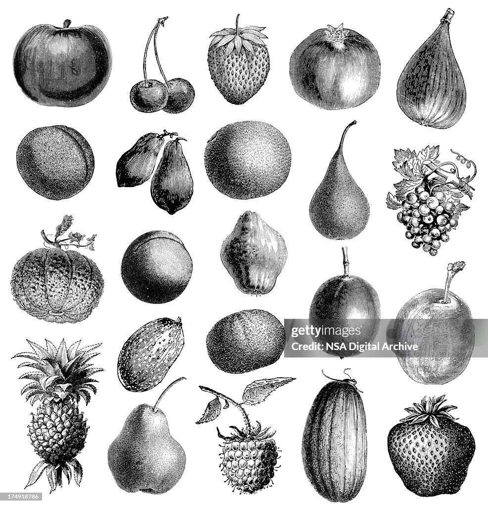 Collection of Fruit Illustrations