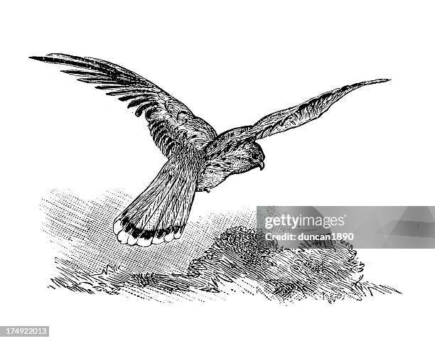 ilustraciones, imágenes clip art, dibujos animados e iconos de stock de común: falco tinnunculus kestrel - cernícalo