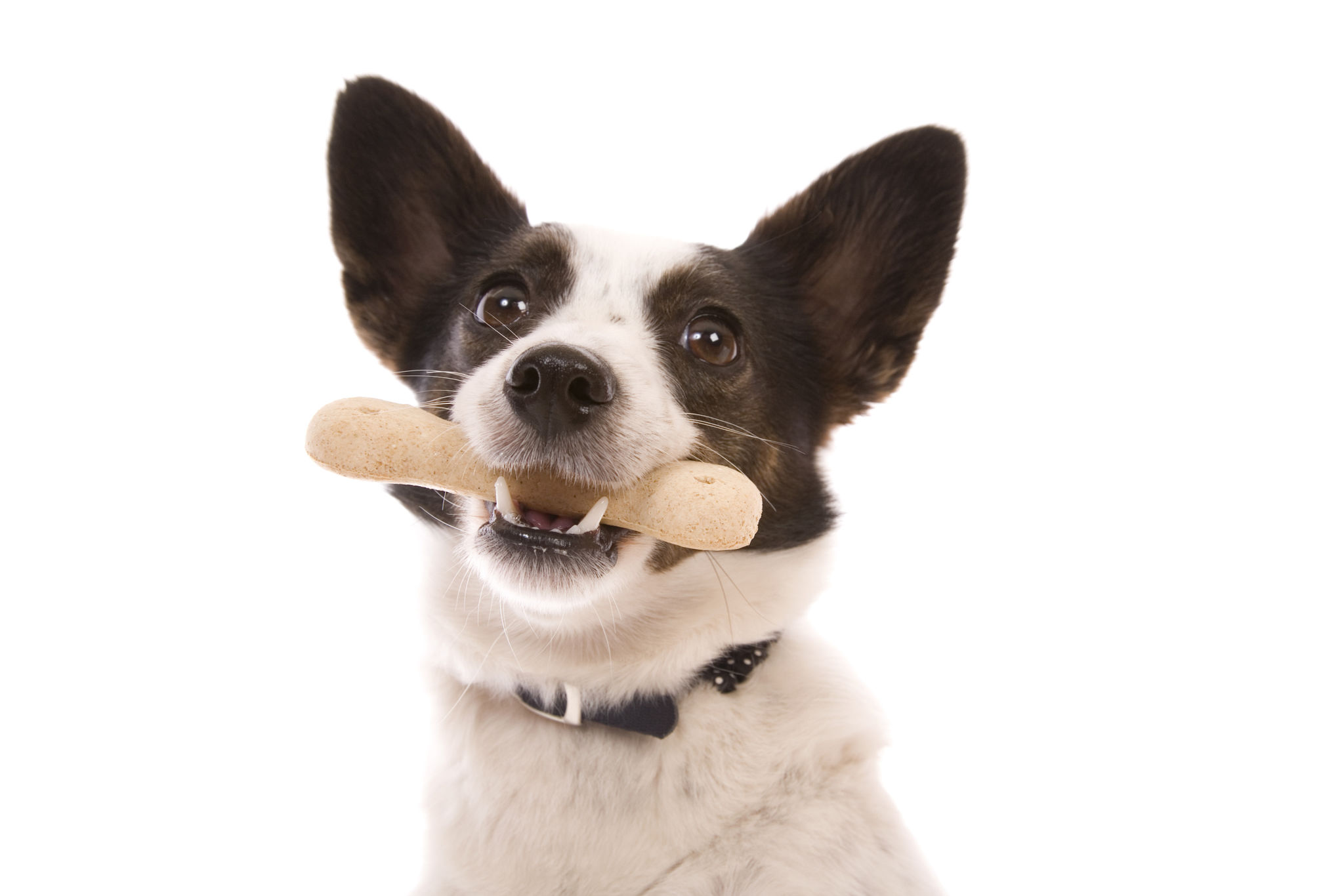 dog reward