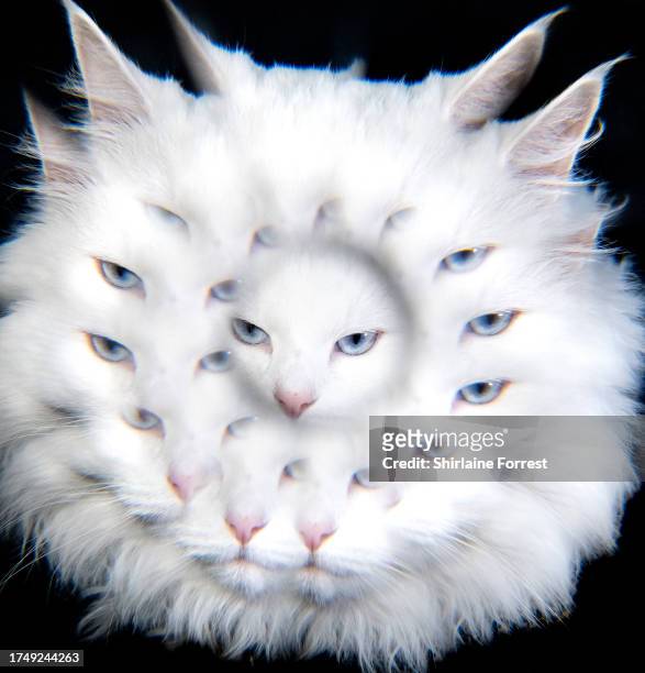 Feline Influencer Sigrid, a white Norwegian Forest cat is seen in a studio portrait during during the GCCF Supreme Show 2023 at Stoneleigh Park on...