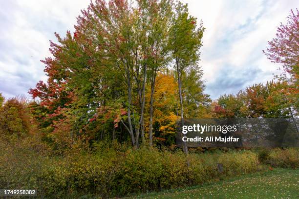 fall colors - backyard pond stock pictures, royalty-free photos & images