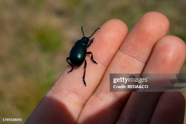 Encounter with a black beetle. Trip to the hills of the hinterland of Genoa, Liguria, Italy in the month of January.