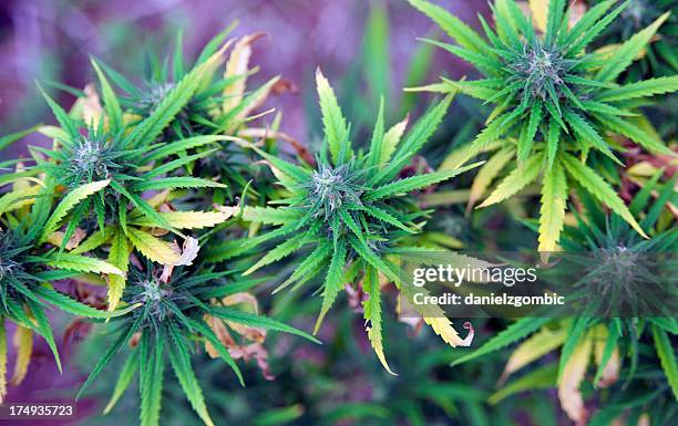 marijuana - cannabinoid stock pictures, royalty-free photos & images