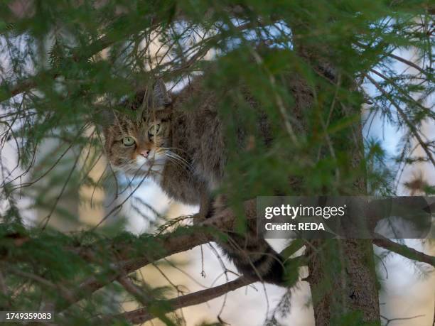 European wildcat hidden in a tree in National Park Bavarian Forest . Europe, Central Europe, Germany, Bavaria.