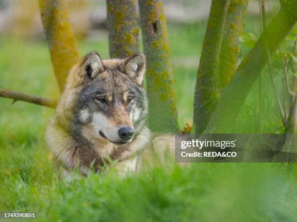Gray wolf in the wildlife center of the National Park Hortobagy, listed as UNESCO world heritage site. Europe, Eastern Europe, Hungary.