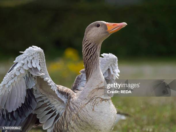 Greylag goose . Europe, Central Europe, Germany, Bavaria,.
