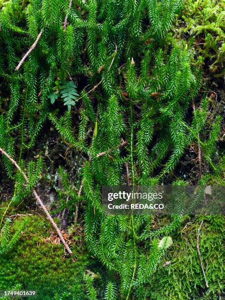 Common club moss or gound pine . Valley Val di Genova in the nature park Adamello - Brenta in the province of Trentino in Italy. Europe, central...