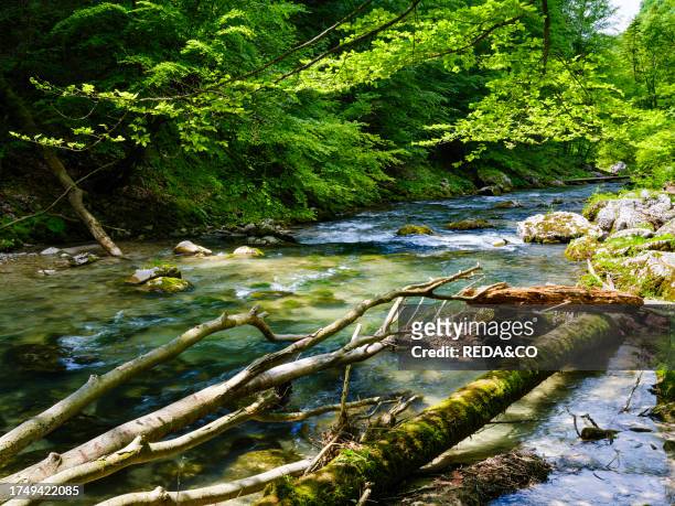Creek Erlauf in the Nature Park Oetscher-Tormaeuer in the Alps of Lower Austria. Europe, Austria, June.