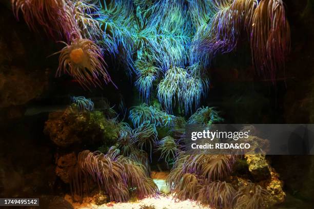 Genova's Aquarium, Anemonia sulcata, Ligury, Italy, Europe.