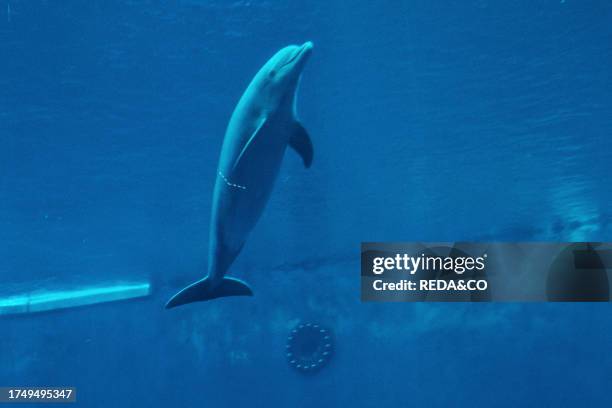 Genova's Aquarium, Dolphin, Ligury, Italy, Europe.