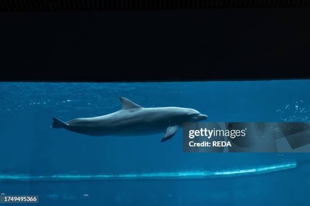 Genova's Aquarium, Dolphin, Ligury, Italy, Europe.