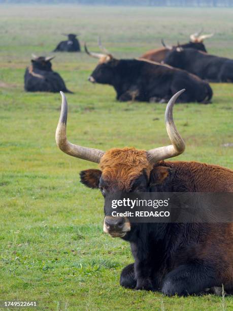 Heck Cattle , a disputed attempt to breed back the extinct Aurochs from domestic cattle. Wildlife Park of the National Park Hortobagy, listed as...